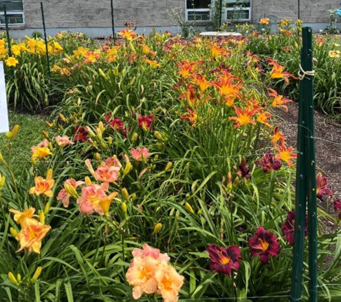 Daylily garden in Westmoreland county that has deer fencing around it